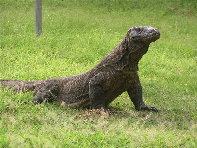 Komodo Dragon